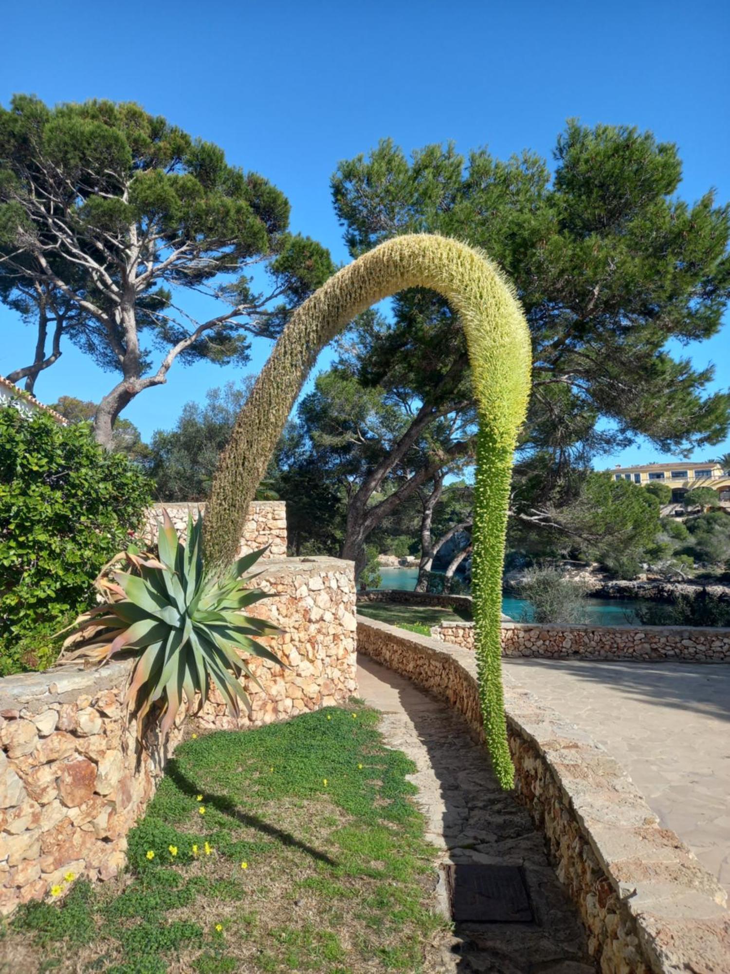 Appartement Ferrera Park Vue Mer Cala Ferrera (Mallorca) Exterior foto